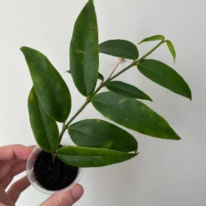 Hoya Acuminata
