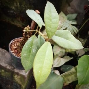 Hoya Kapuasensis