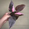 Philodendron Pink Princess Galaxy For Sale, Buy Philodendron Pink Princess Galaxy