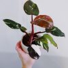 Philodendron Red Anderson For Sale, Buy Philodendron Anderson